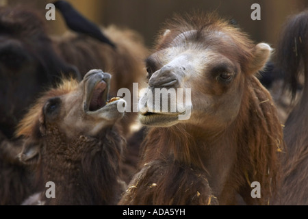 Bactrian camel, two-humped camel (Camelus bactrianus), with young Stock Photo