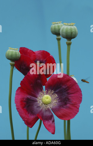 opium poppy (Papaver somniferum), flowers and fruits, Germany, North Rhine-Westphalia Stock Photo