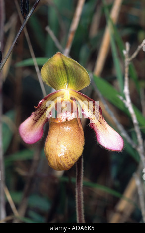 lady's slipper orchid (Paphiopedilum hookerae), bloomimg, Malaysia, Borneo Stock Photo
