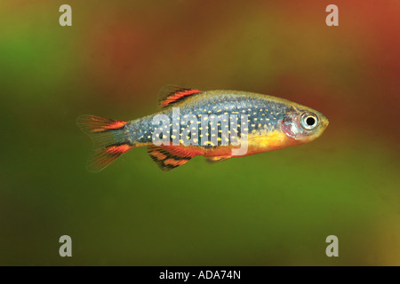 Celestial Pearl Danio (Celestichthys margaritatus), swimming Stock Photo
