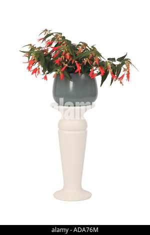 Bolivian begonia (Begonia 'Bonfire', Begonia 'Bonfire', Begonia boliviensis), potted plant on plant column Stock Photo