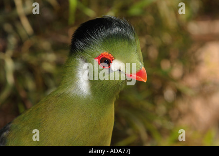 green turaco (Tauraco persa), portrait Stock Photo