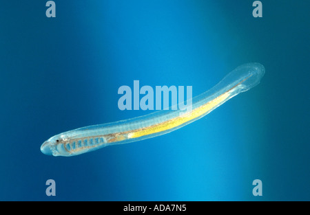 brook lamprey, European brook lamprey (Lampetra planeri), larva after first feeding, Germany, Bavaria Stock Photo