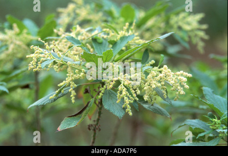 Ortigon de los Montes (Gesnouinia arborea), blooming Stock Photo
