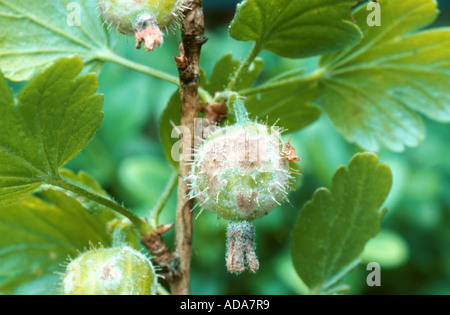American powdery mildew (Sphaerotheca morsuva, Sphaerotheca mors-uva), on gooseberry Stock Photo