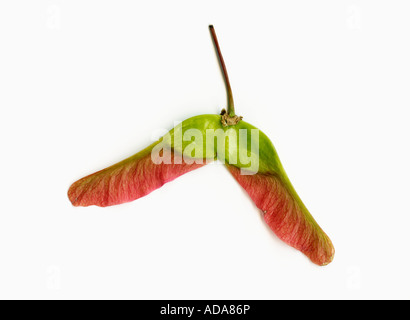Single winged Sycamore seed on white background Stock Photo