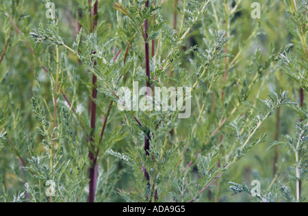 annual wormwood, sweet annie (Artemisia annua), twigs Stock Photo