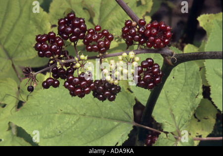 American spikenard, Life of Men (Aralia racemosa), infructescence Stock Photo