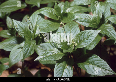 dog's mercury (Mercurialis perennis), male plants Stock Photo