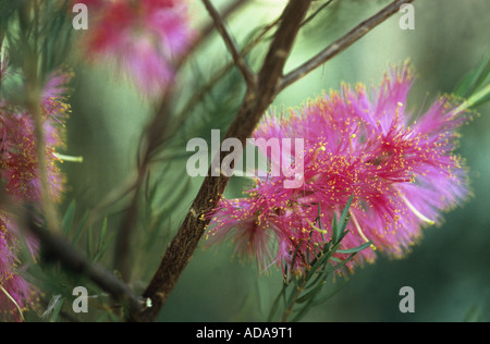 Scarlet Honey Myrtle (Melaleuca fulgens), inflorescens Stock Photo