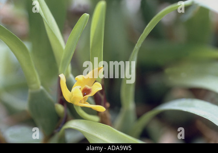 flower Maxillaria variabilis var. lutea Stock Photo