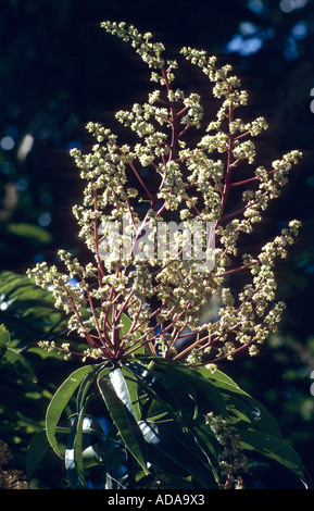 mango (Mangifera indica), blooming Stock Photo