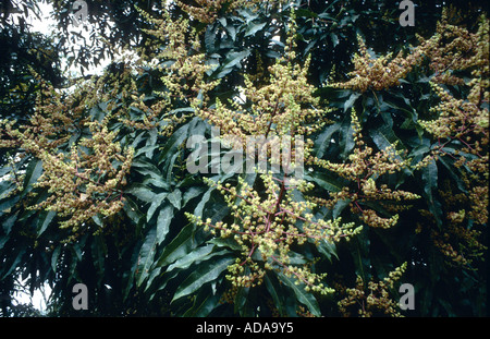 mango (Mangifera indica), blooming tree Stock Photo