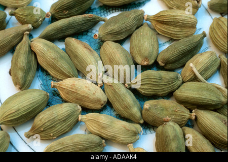 true cardamom (Elettaria cardamomum, Amomum cardamon), fruits Stock Photo