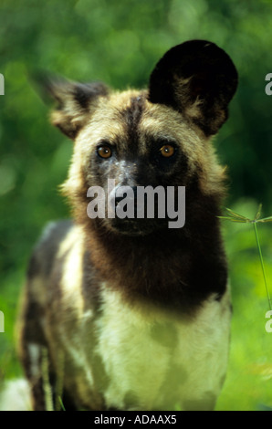 African Wild Dog. Stock Photo