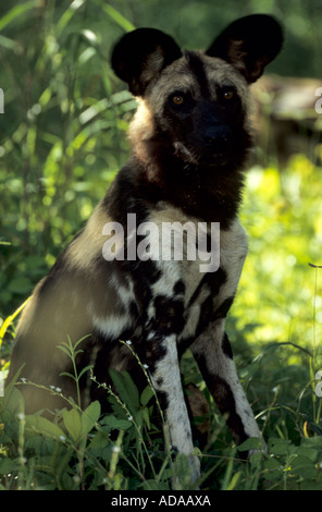 African Wild Dog. Stock Photo