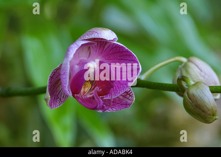 moth orchid (Phalaenopsis Hybride), blooming, series 3 of 6 Stock Photo