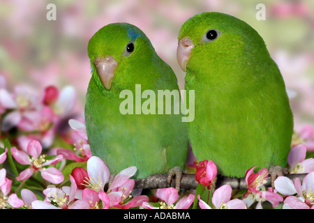 green-rumped parrotlet (Forpus passerinus), duo Stock Photo