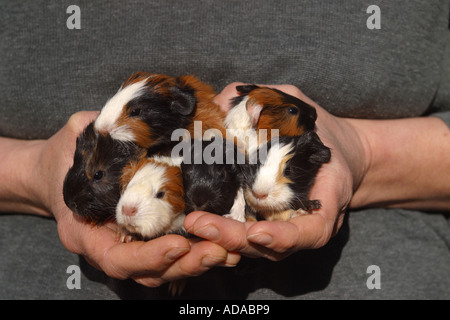 domestic Guinea pig (Cavia aperea f. porcellus), juveniles in hand Stock Photo