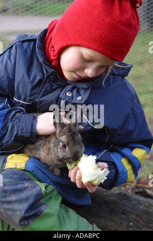 domestic rabbit (Oryctolagus cuniculus f. domestica), feeded with salad Stock Photo