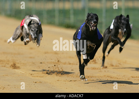 Greyhound (Canis lupus f. familiaris), three individuals at race, Germany Stock Photo