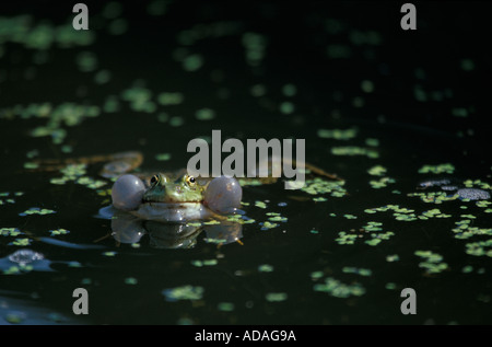 Common Frog in pond  (Rana temporaria) Stock Photo