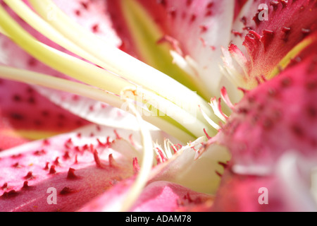 Close up of Stargazer Lily Flower