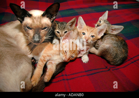 Cross breed cat mistake of feline breeds kittens from Scottish Fold and Cornish Rex 13 weeks old nursing on Siamese mother cat in USA America Stock Photo