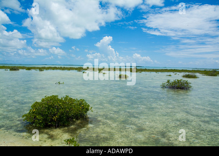 Mangroves growing in the waters near Cayo Santa-Maria, Cuba. Stock Photo