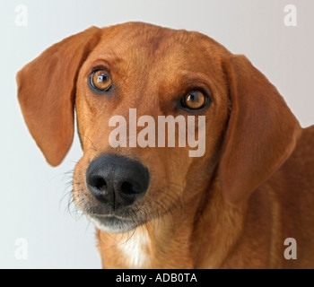 Headshot of a Foxhound Hunting Dog Stock Photo