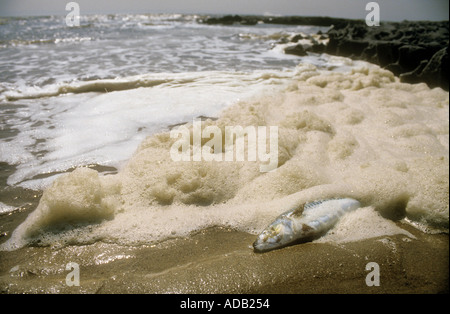 Protein scum pollution and dead fish on beach South Wales UK Stock Photo