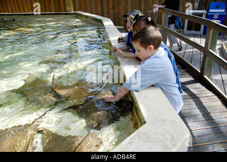 Children touch small sting ray fish at the Lowry Park Zoo Tampa Florida FL voted the number one zoo in the United States Stock Photo