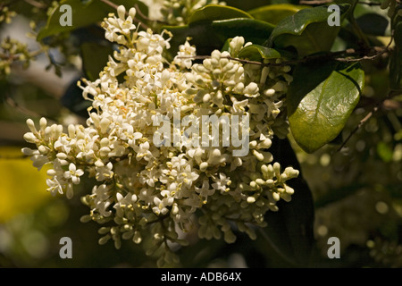 A japanese privet widely planted as a street tree Ligustrum lucidum Stock Photo