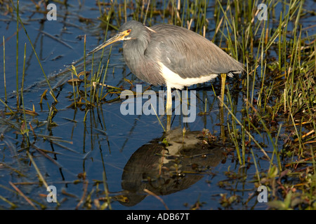 Tricoloured heron fishing Stock Photo