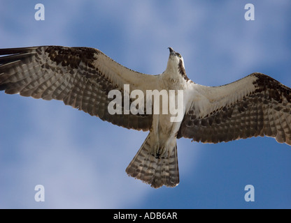 Osprey (Pandion haliaetus) in flight, close-up Stock Photo