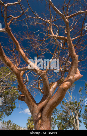 Gumbo limbo tree (Bursera simaruba) Stock Photo