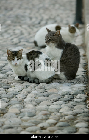 Feral cats gathered in Spanish street Stock Photo