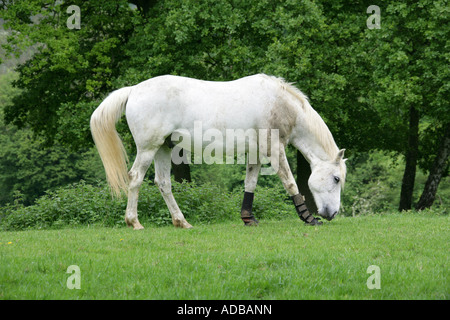 White Horse with Leggings Grazing in a Field. Stock Photo