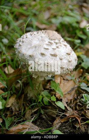 Warted Amanita, Amanita strobiliformis, Amanitaceae. Stock Photo