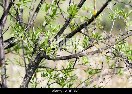 Almonds growing on the treeAlmond Tree Prunus dulcis Spain May Young spring leaves on Almond Tree Almond tree trees young fresh Stock Photo