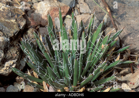 Agave Toumeyana Bella Stock Photo Alamy