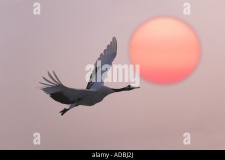 Red Crowned crane flying with sunset Heilongjiang Province China Stock Photo