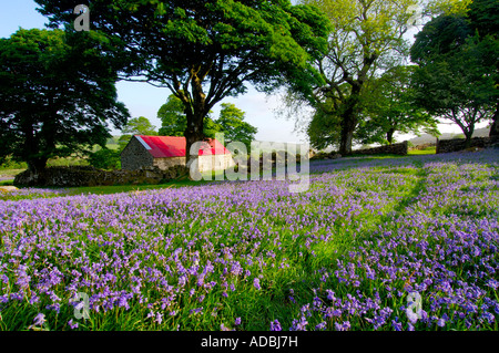Several large trees standing beside a dry stone wall and a red roofed barn on Dartmoor with a field of bluebells foreground Stock Photo