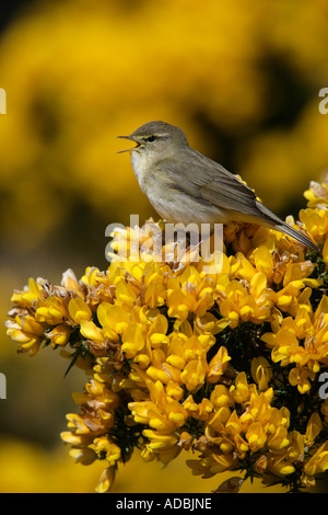 WILLOW WARBLER Phylloscopus trochilus Scotland singing Stock Photo