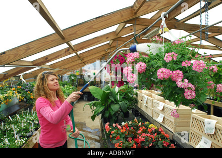 Greenhouse Of A Market Garden In North Germany Germany Stock