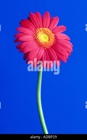 Close up of a red gerbera isolated on blue backgrond Stock Photo
