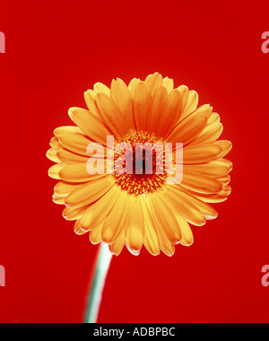Gerbera flower against red background Stock Photo