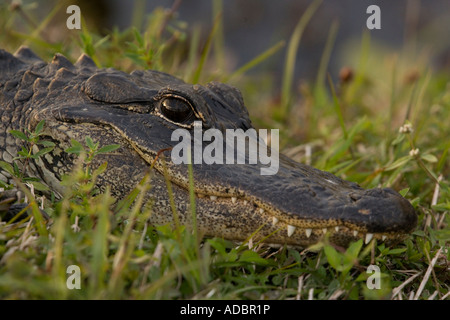 American alligator Alligator mississippiensis Stock Photo