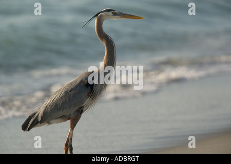 Great blue heron feeding on beach Stock Photo