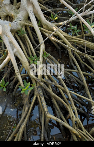 Red mangrove (Rhizophora mangle) stilt roots exposed at low tide with seedlings growing up through them Stock Photo